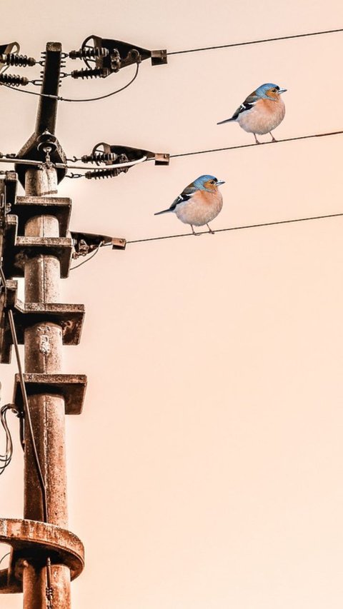 Sering Nangkring di Kabel Listrik, Kok Bisa Burung Tak Tersengat Listrik?