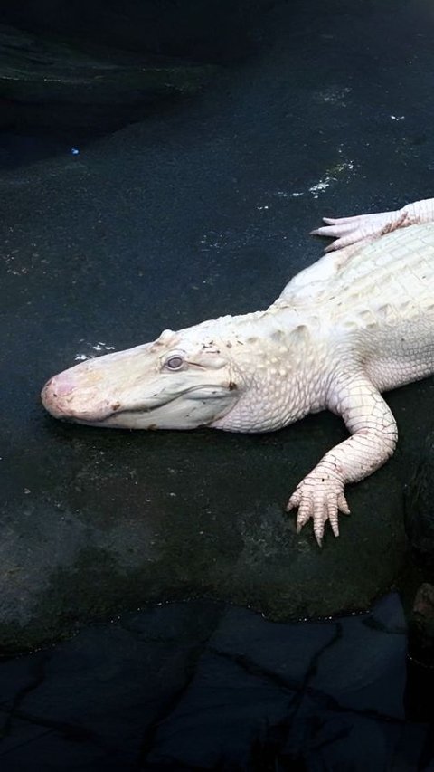 The Biggest Reasons Why White Crocodiles Are Very Rare