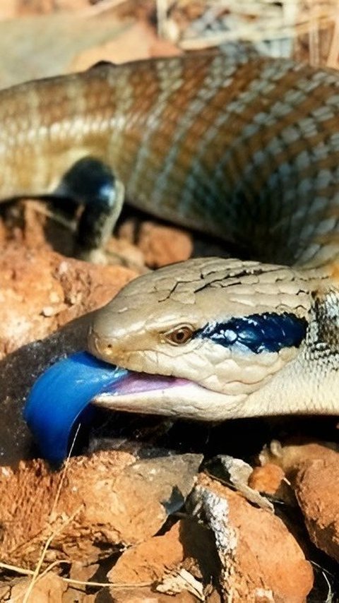 Lineup of Animals with Blue Tongues, Unique but Some are Dangerous