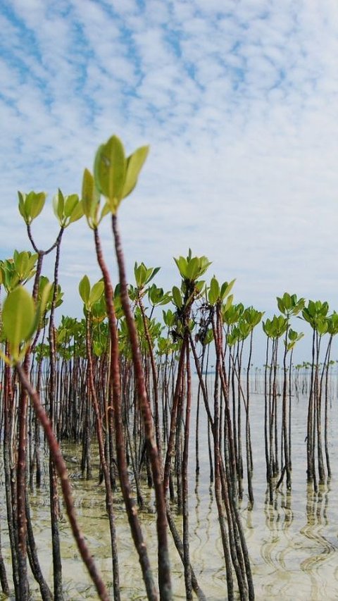 Mitigasi Dampak Perubahan Iklim, Patra Jasa Garap Program Pertamina Foundation di Pulau Bira