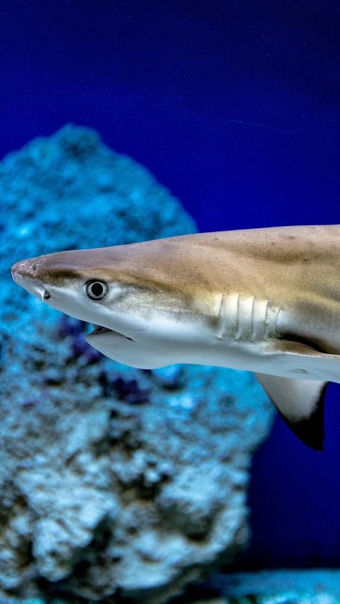 7 Most Aggressive Sharks in the World, Better to Just Steer Clear if You’re in the Ocean