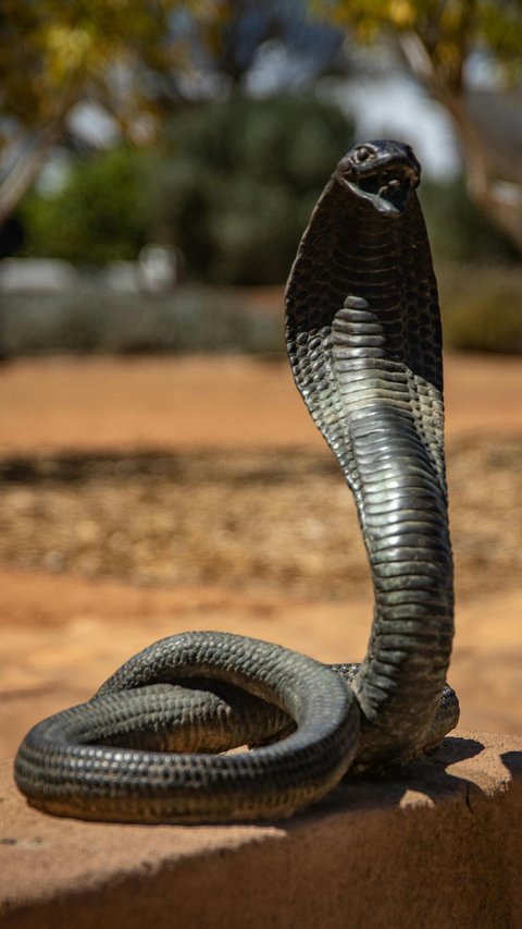 13 Meaning of Holding a Scary Black Snake Dream, A Sign of Major Problems?