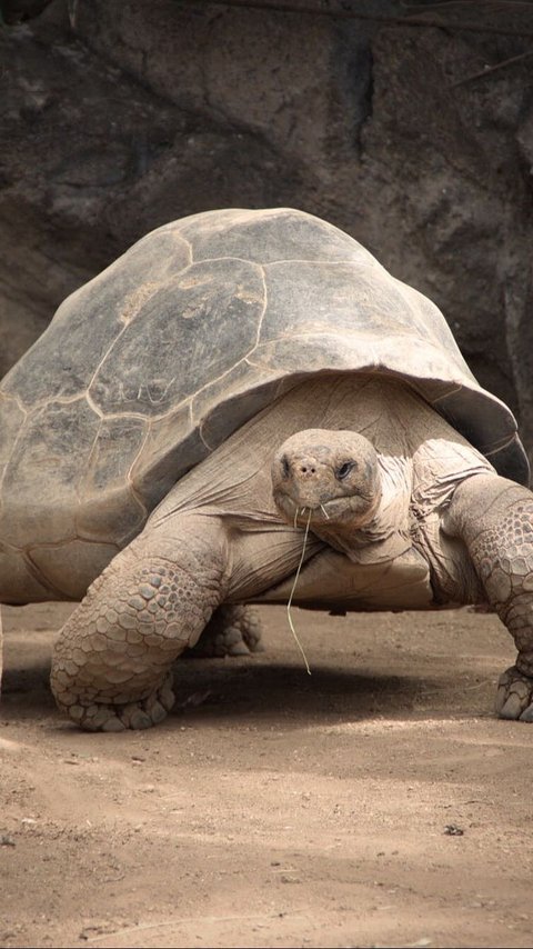 Celebrating 191 Years, Here is the Oldest Living Animal in the World