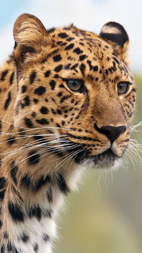 Clouded Leopard, a Cat Species with Sword-like Teeth that Can Swing from Trees