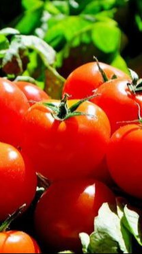 Misteri Hilangnya Buah Tomat yang Tumbuh di Luar Angkasa, Ditemukan Dua Tahun Kemudian