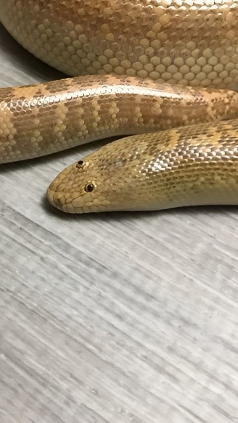 Not Scary, This Arabian Sand Boa Might Be the Cutest Snake in the World