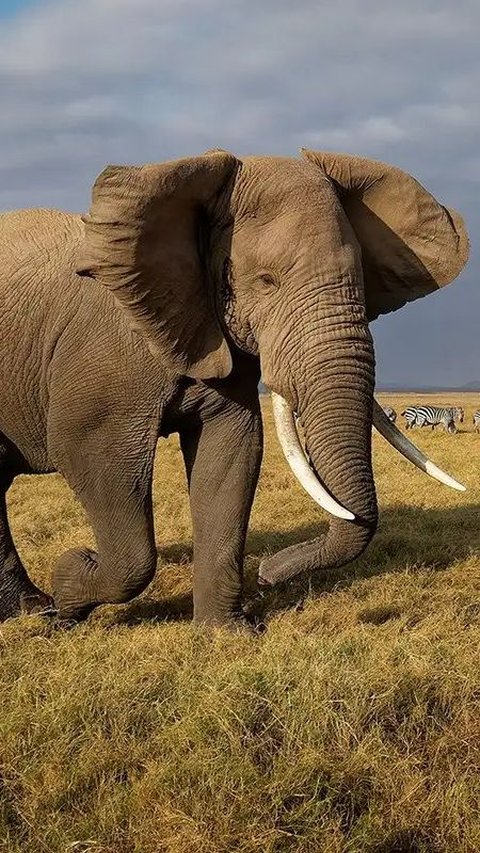 Ilmuwan Sebut Sebenarnya Masing-Masing Gajah Punya Nama untuk Saling Berkomunikasi