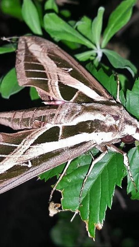 The Excitement Over the Discovery of the Long-Tongued Insect, an Animal Predicted by Charles Darwin