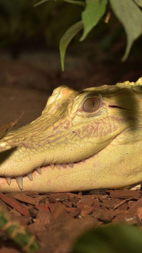 Results of the Pink White Crocodile Experiment with Blue Eyes, Becoming the Rarest Leucistic Animal Today