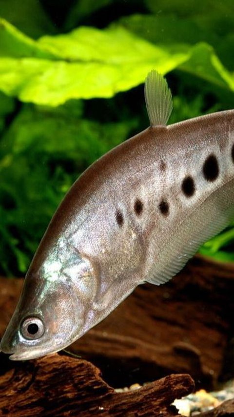 Getting to Know Belida Fish, an Endemic Animal of South Sumatra that is Admired