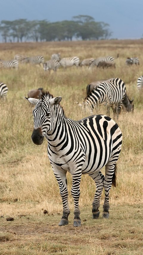 Pencemburu, Ini yang Dilakukan Zebra Jantan Melihat Pasangannya Hamil dengan Pejantan Lain