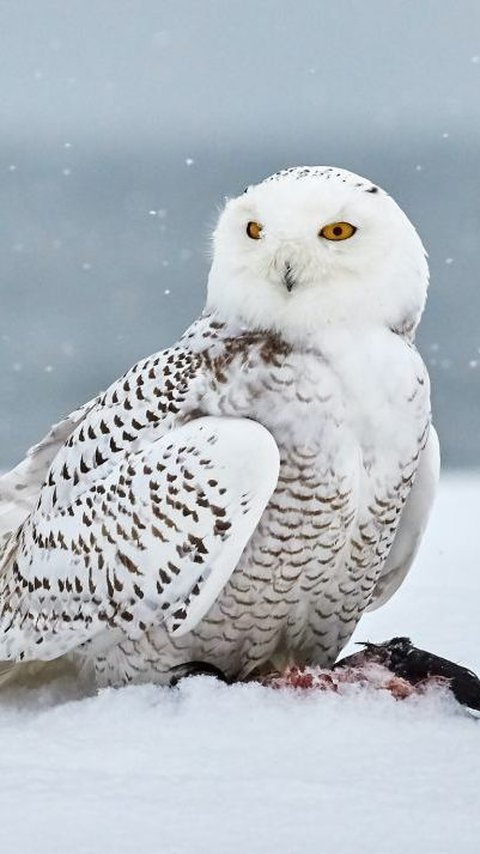 9 Most Rare Owl Species in the World, Beautiful Predator Birds
