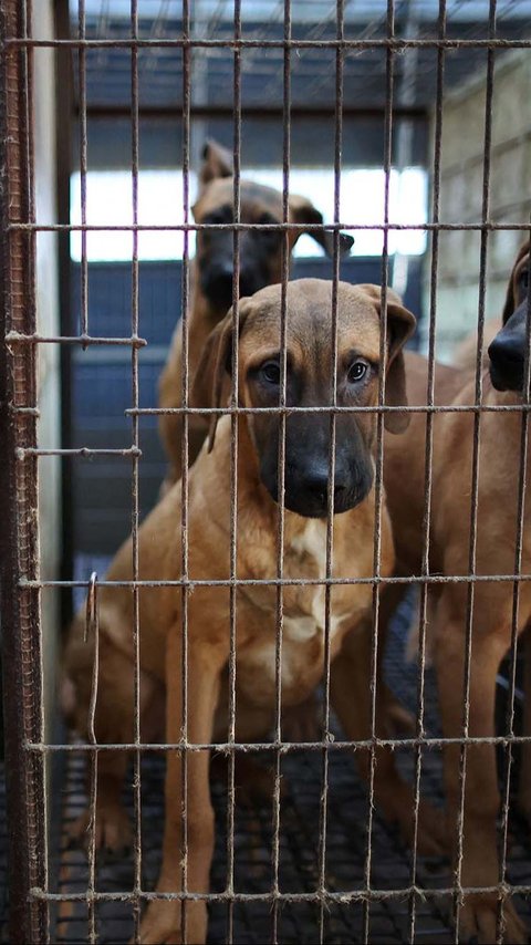 FOTO: Nestapa Anjing-Anjing di Peternakan Korea Selatan, Dipelihara untuk Dijadikan Makanan