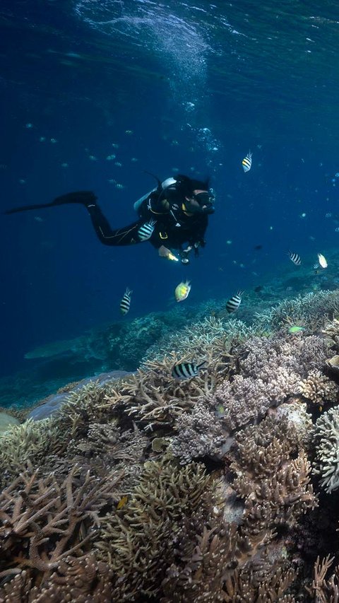 FOTO: Penampakan Indahnya Surga Bawah Laut Raja Ampat, Destinasi Diving Terbaik di Dunia