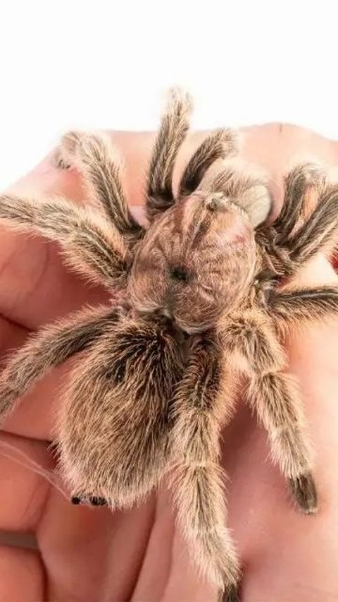 Why do Tarantulas Have Fur? Turns out, This is Its Function