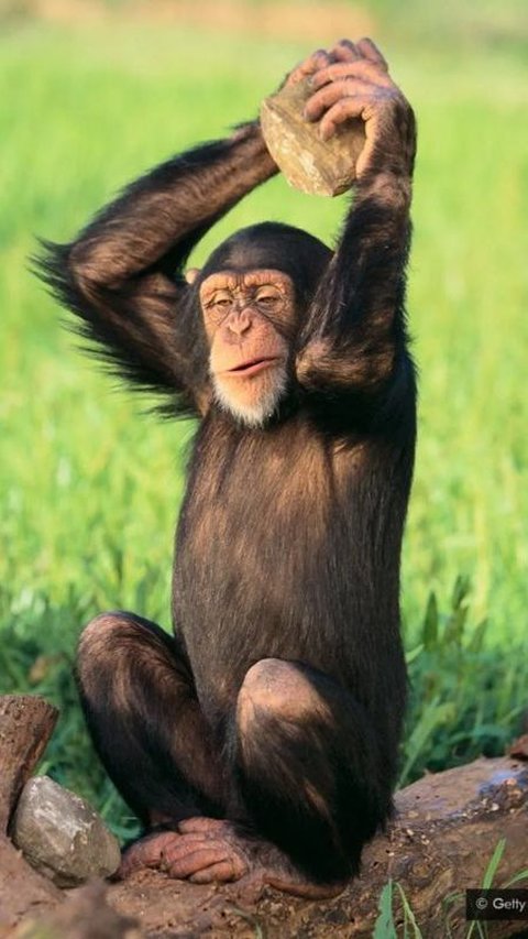Hewan Simpanse Ternyata Bisa Menopause, Teori Darwin Kembali Menguat