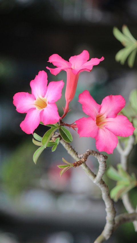 Jenis Bunga Kamboja Indah dan Cantik, Ketahui Cara Merawatnya