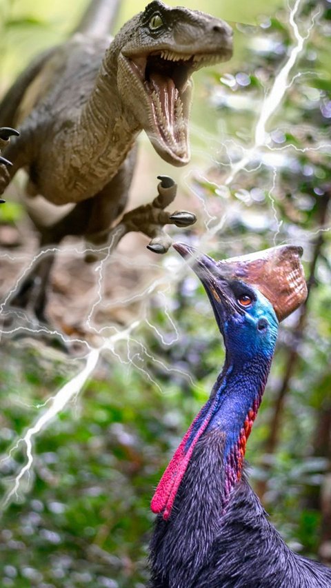 If a Velociraptor and a Cassowary Fight, Who Would Be the Winner?