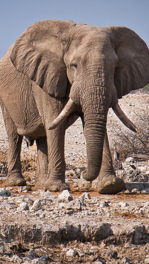 Bikin Miris, 100 Ekor Gajah Meninggal karena Kekeringan di Zimbabwe