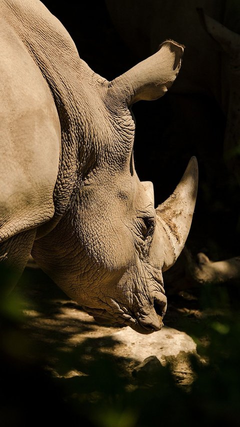 Delilah, the Endangered Sumatran Rhino Finally Gives Birth in Way Kambas