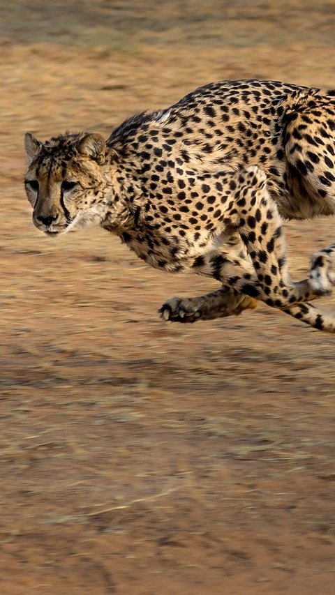 Terkenal Pelari Cepat, Ternyata Cheetah Bisa Diburu oleh 4 Hewan Ini