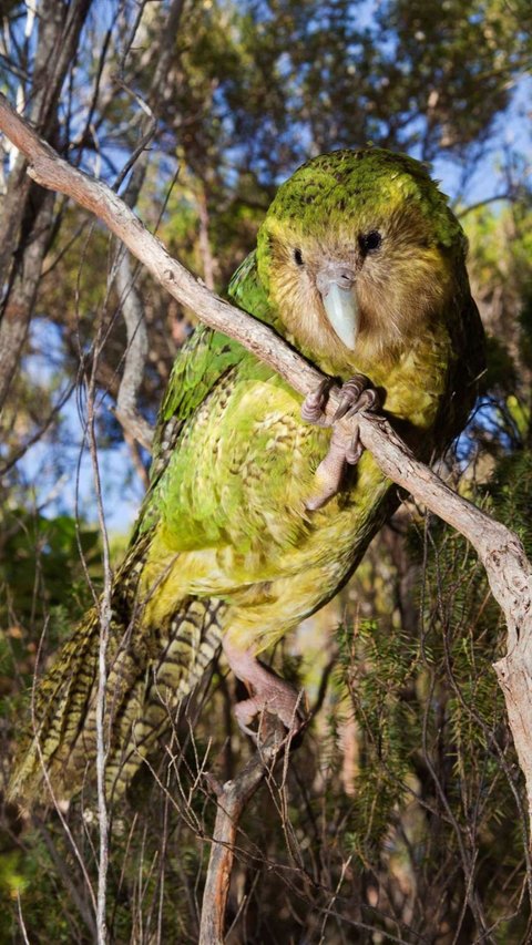 Deretan Hewan Unik di Selandia Baru, Ada Burung Hantu Setengah Beo