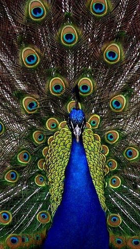 10 Burung Tercantik di Dunia, Tak Semuanya Gampang Ditemukan