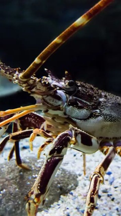 How Do Lobsters Communicate with Their Friends? It Turns Out Like This