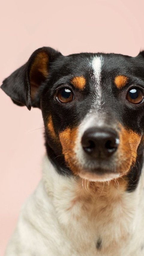 South Korea Government to Ban Eating Dogs