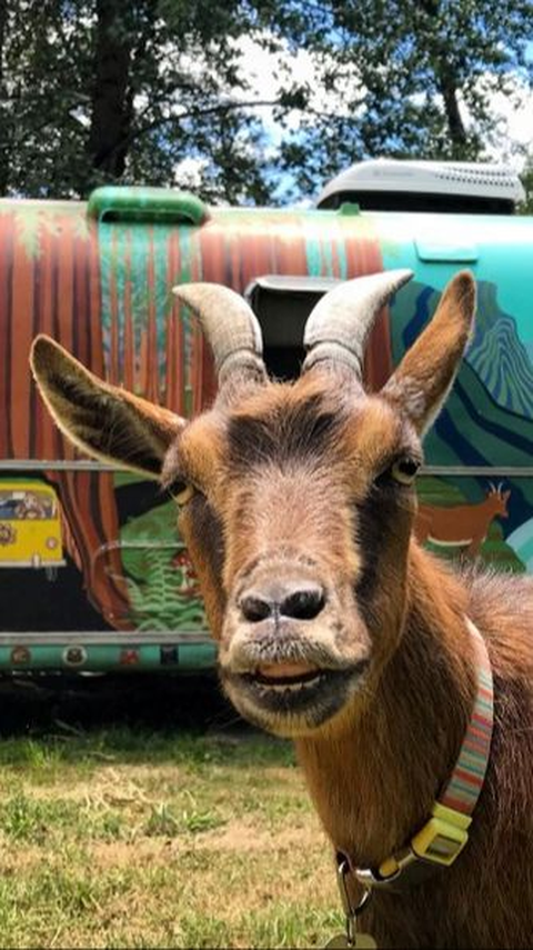 A Couple Traveling Around America in a Caravan and Carrying Their Favorite Goat