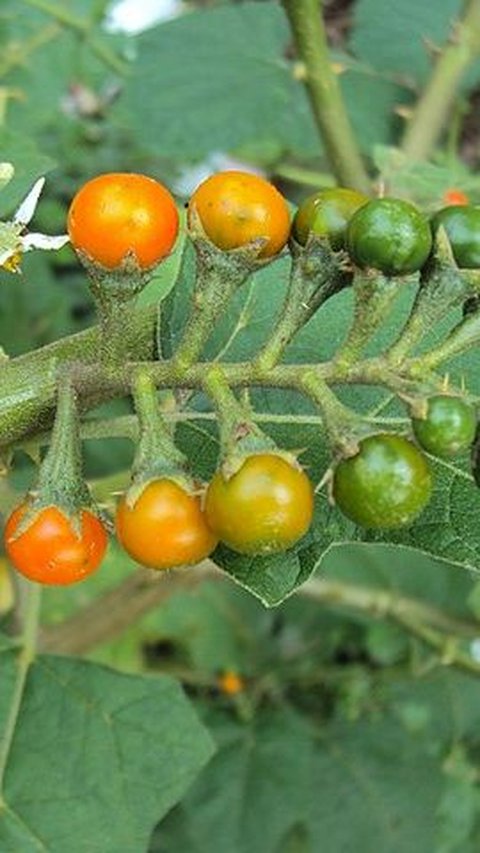 Carian Yang Dijumpai Untuk: 'Budak Tomato