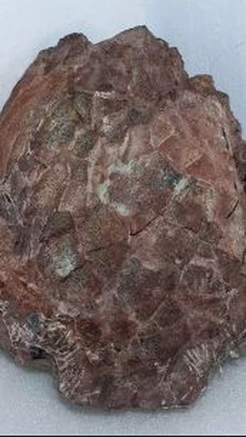 Batu Seberat 2 Ton Ini Ternyata Simpan 70 Butir Telur Dinosaurus, Cangkangnya Ada yang Masih Utuh