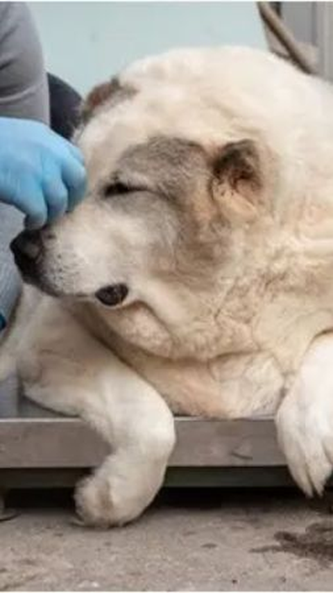 A Dog in Russia Was Obese with 100 Kg Weight