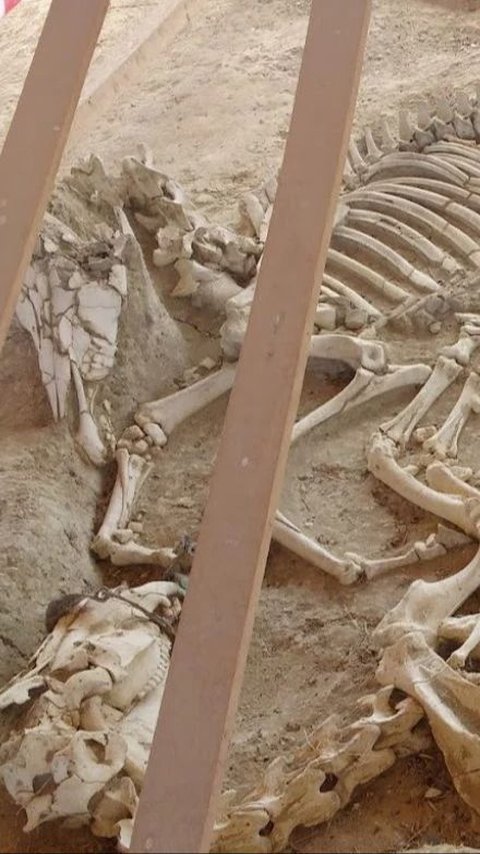 Viral Discovery of Ancient Greek Rich Man's Tomb, Buried with Chariot and Horse