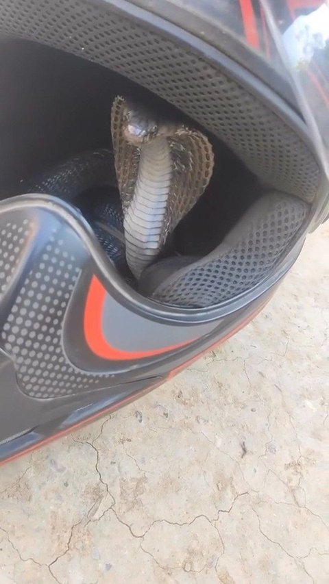 Chilling! Cobra Snake Hiding in a Helmet, Cracking Head Makes You Terrified