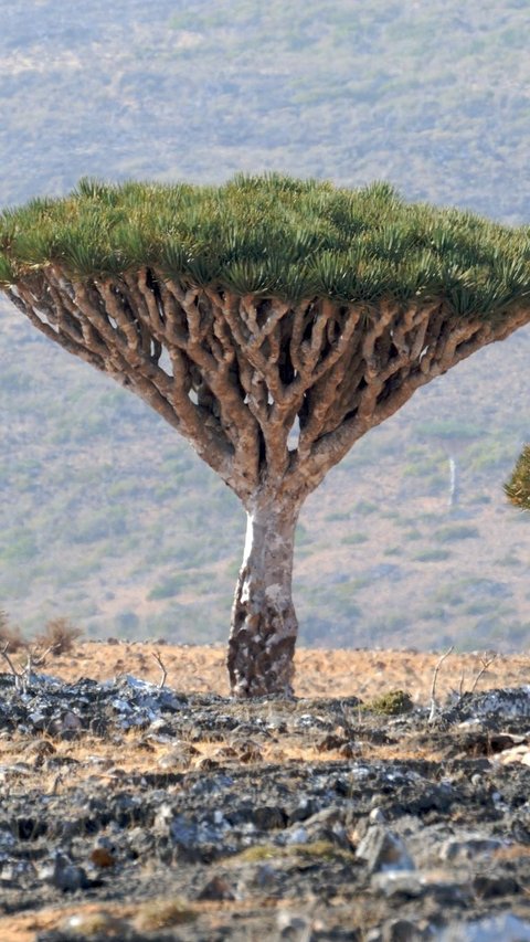Socotra, Pulau Tempat Dajjal Dirantai Tuhan?