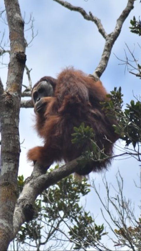 Mengenal Orang Utan Tapanuli, Spesies Jenis Baru di Hutan Sumatra