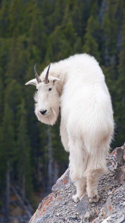 Bukan Termasuk Jenis Kambing, Kenapa Hewan Ini Disebut Kambing Gunung?