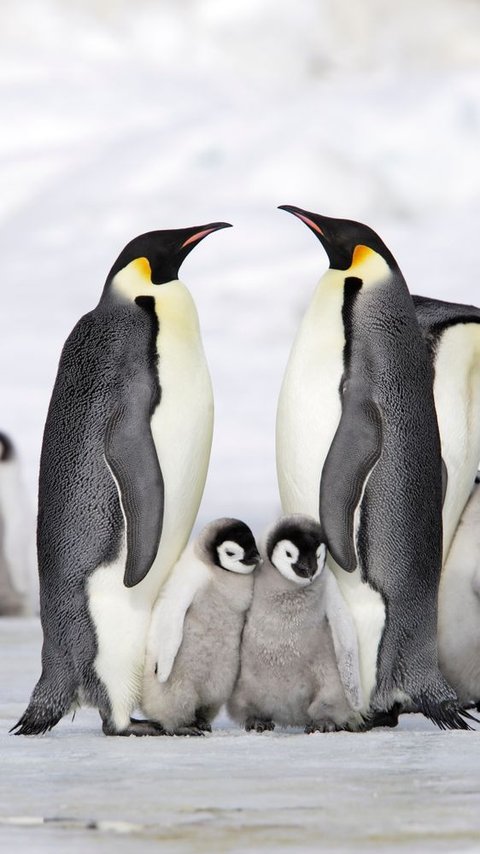 Kenapa Warna Penguin Hitam dan Putih?