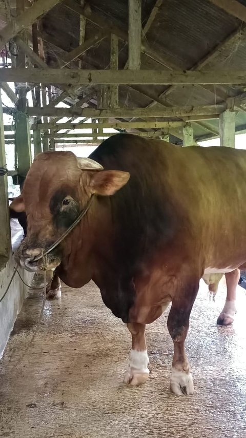 Limousin, Sapi Kurban Presiden Jokowi dari Sumbar