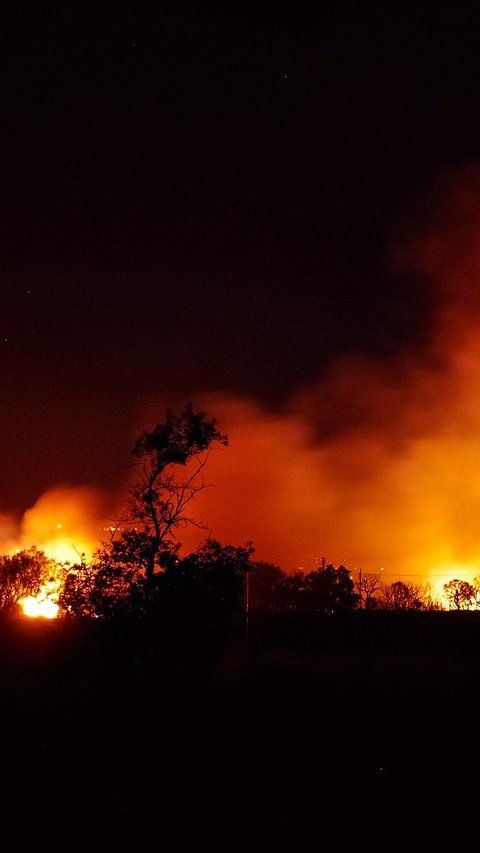 Diduga Buka Lahan Kebun, Ini Sederet Fakta Kebakaran Hutan di Kabupaten Bengkalis