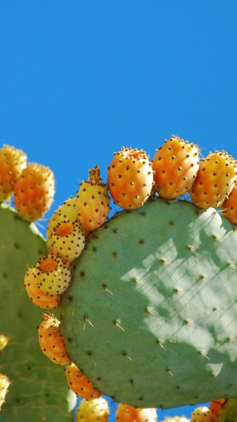 5 Jenis Buah Kaktus Ini Ternyata Bisa Dimakan dan Bagus Bagi Kesehatan