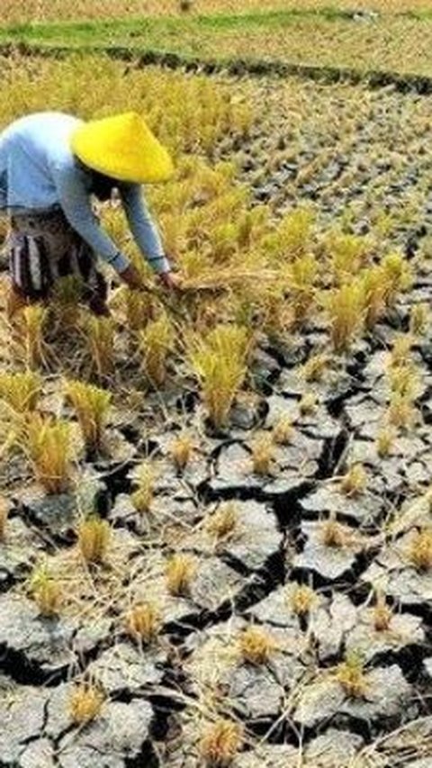 Rawan Terdampak El Nino, Pemprov Jateng Lakukan Intervensi Ini