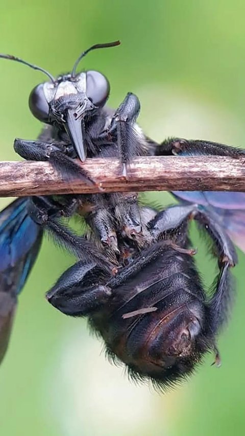 Black Soldier Fly Solusi Sampah Sisa Makanan