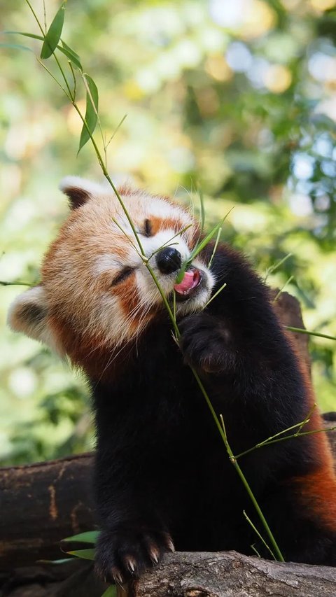 Si Imut Panda Merah