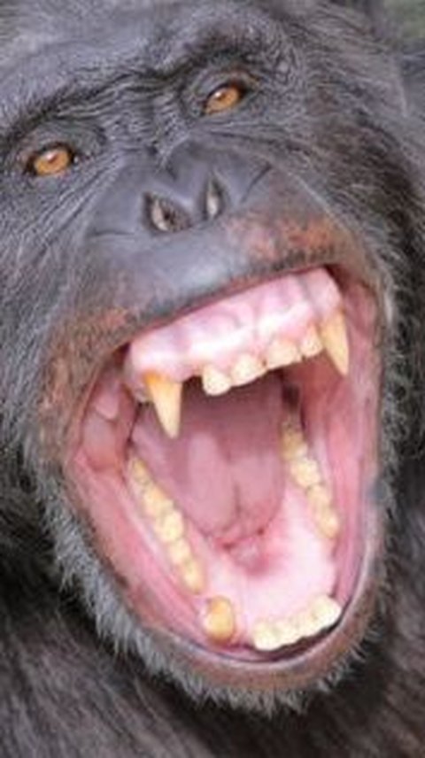 Begini Reaksi Simpanse Usia 28 Tahun Saat Pertama Kali Keluar dari Laboratorium Melihat Langit