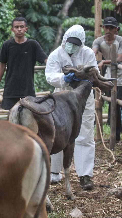 Virus Lato-Lato Telah Menyerang Sapi Kurban