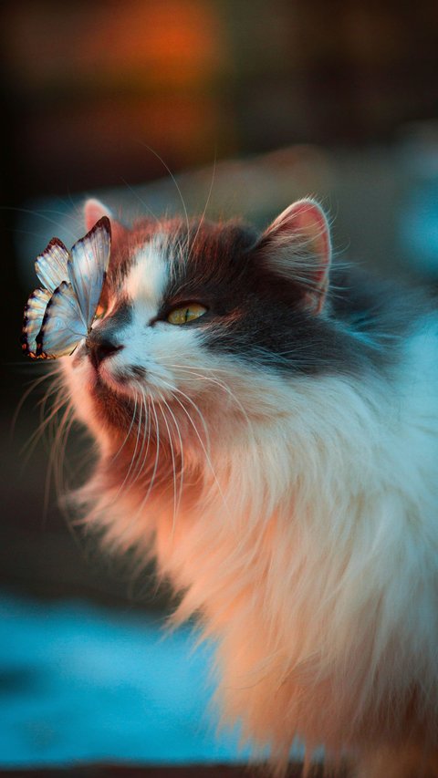 Top 10 Most Popular Cat Breeds for First-Time Owners