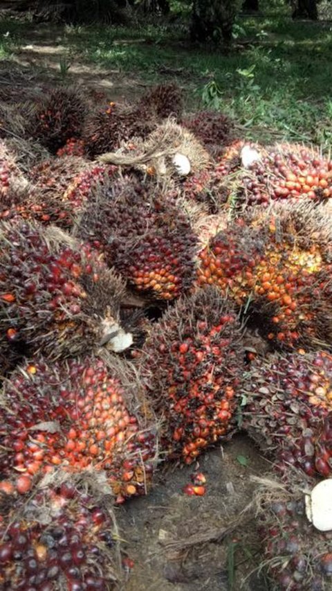 Kemenkop UKM Gandeng RSPO Kembangkan Koperasi Petani Sawit di Indonesia