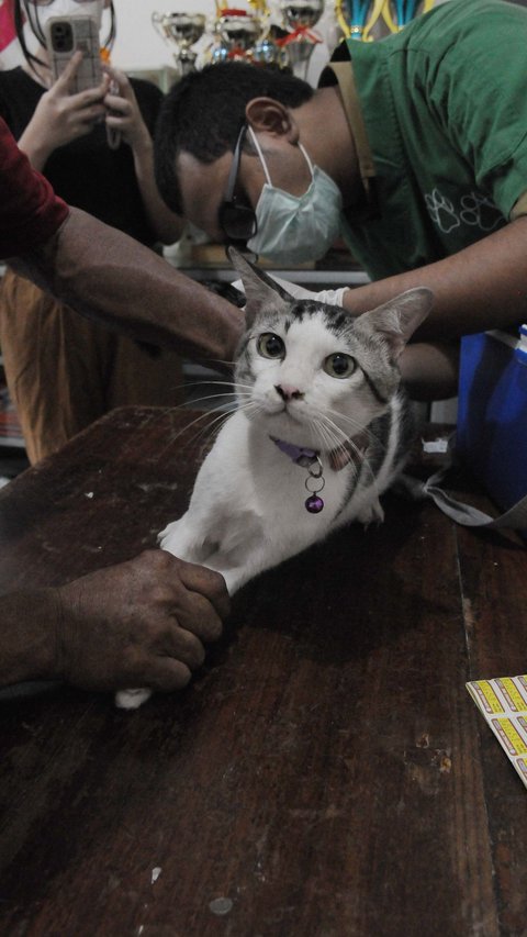 FOTO: Suntikan Vaksin Anti Virus Terus Digencarkan Pemprov DKI Jakarta Guna Mencegah Rabies